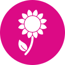 Flores de Girassol